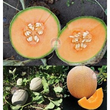 Zengarden Dev Kavun Tohumu Geleneksel Melon Best Jumbo Hales