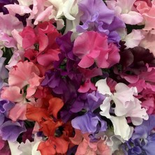 Zengarden Spencer Lathyrus Odoratus Tohumu Kokulu Tatlı Bezelye Sarmaşık Sweetpea