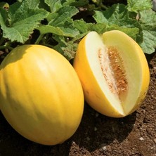 Zengarden Sarı Kavun Tohumu Geleneksel Canary Melon Seeds Heirloom