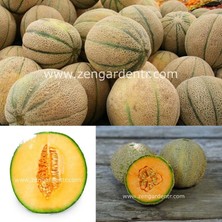 Zengarden Şekerküpü Kavun Tohumu Geleneksel Honey Rock Melon Seeds