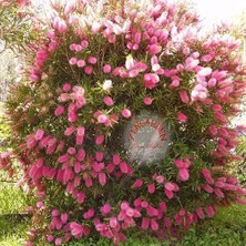 Zengarden Eflatun Kalistemon Tohumu Fırça Çalısı Callistemon Violaceus