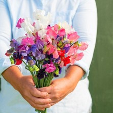 Zengarden Kokulu Mammoth Lathyrus Odoratus Sarmaşık Tohumu Karışımı Kokulu