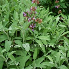 Zengarden Ingiliz Adaçayı Tohumu Salvia Officinalis English Sage