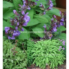 Zengarden Ingiliz Adaçayı Tohumu Salvia Officinalis English Sage