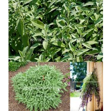 Zengarden Ingiliz Adaçayı Tohumu Salvia Officinalis English Sage