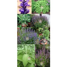 Zengarden Bahçe Adaçayı Tohumu Şifalı Aromatik Salvia Officinalis