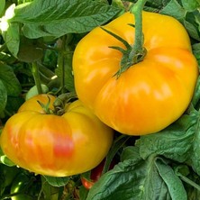 Zengarden Sarı Domates Tohumu Söğüşlük Dev Domates Geleneksel Giant Belgium Yellow Tomato