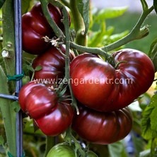 Zengarden Siyah Black Krim Domates Tohumu Dünyanın En Lezzetli Domatesi