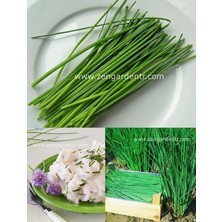 Zengarden Frenk Soğanı Tohumu Soğanotu Orta Yapraklı Onion Chives