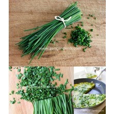 Zengarden Frenk Soğanı Tohumu Soğanotu Orta Yapraklı Onion Chives