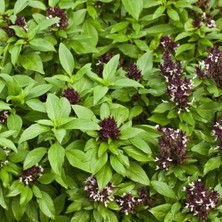 Zengarden Portakal Kokulu Saksılık Fesleğen Tohumu . Ödüllü  Basil Siam Queen