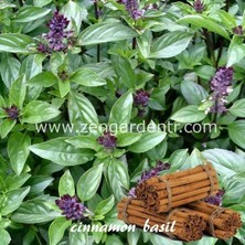 Zengarden Tarçınlı Fesleğen Tohumu Geleneksel Cinnamon Basil