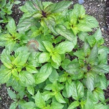 Zengarden Meyan Kökü Fesleğen Tohumu Licorice Basil Seeds