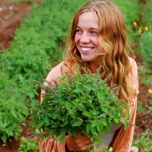 Zengarden Baharatlı Reyhan Tohumu Spice Basil Kapoor Tulsi