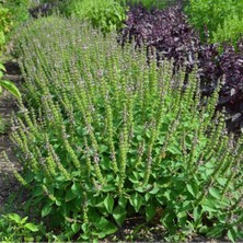 Zengarden Baharatlı Reyhan Tohumu Spice Basil Kapoor Tulsi