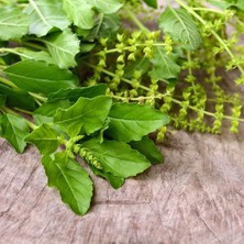 Zengarden Baharatlı Reyhan Tohumu Spice Basil Kapoor Tulsi