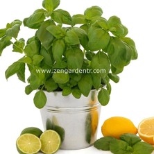 Zengarden Lime Fesleğen Tohumu Yeşil Limon Mandalin Aromalı