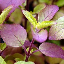 Zengarden Şifalı Tulsi Kırmızı Kutsal Tayvan Fesleğeni Tohumu