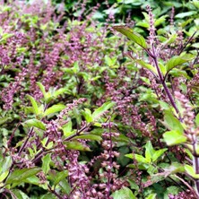 Zengarden Şifalı Tulsi Kırmızı Kutsal Tayvan Fesleğeni Tohumu