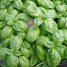 Zengarden Geleneksel Ceneviz Fesleğeni Tohumu Sweet Genovese Basil