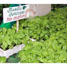 Zengarden Geleneksel Ceneviz Fesleğeni Tohumu Sweet Genovese Basil