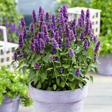 Zengarden Japon Nanesi Tohumu Japanese Mint Seeds Agastache