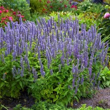 Zengarden Japon Nanesi Tohumu Japanese Mint Seeds Agastache