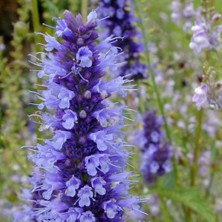 Zengarden Japon Nanesi Tohumu Japanese Mint Seeds Agastache