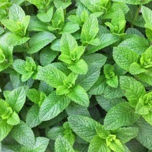 Zengarden Tatlı Kuzu Nanesi Tohumu Mentha Spicata Spearmint +500 Tohum