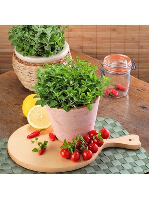 Zengarden Yunan Kekiği Kerata Geleneksel Şifalı Kekik Tohumu