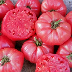 Pembe Ege Köy Domatesi Tohumu Atalık Söğüşlük Çeşit