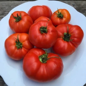 Atalık Boxcar Willie Domates Tohumu