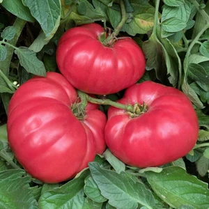 Dev Ponderosa Pembe Domates Tohumu Ince Kabuklu Ponderosa Pink Beefsteak Heirloom Tomato