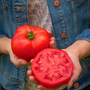Dev Ponderosa Kırmızı Domates Tohumu Ince Kabuklu Ponderosa Red Beefsteak Heirloom Tomato