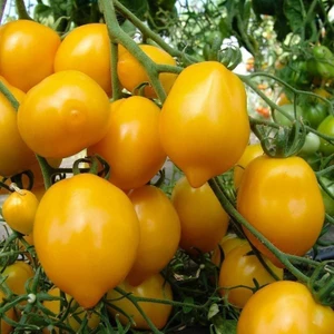 Sarı Limon Domates Tohumu Geleneksel Heirloom Plum Lemon Tomato