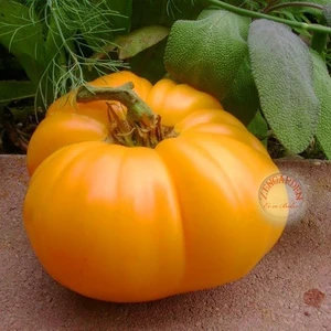 Sarı Brandywine Domates Tohumu Geleneksel Doğa