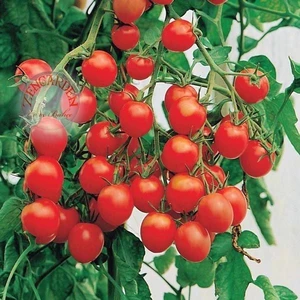 Gardeners Delight Domates Tohumu Kiraz Domates