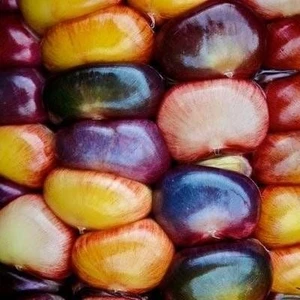 Renkli Mısır Tohumu Atalık Kızılderili Indian Rainbow