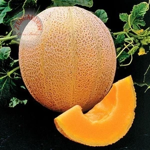 Dev Kavun Tohumu Geleneksel Melon Best Jumbo Hales