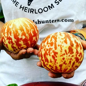 Kokulu Süs Kavunu Tohumu Tigger Melon Seeds