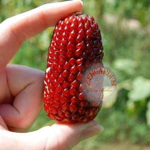 Kırmızı Mini Mısır Tohumu Atalık Cin Mısırı Patlatmalık
