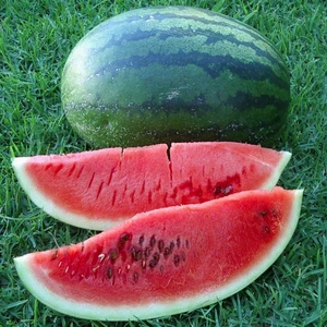 Kongo Karpuz Tohumu En Tatlı Karpuz Congo Watermelon Seeds