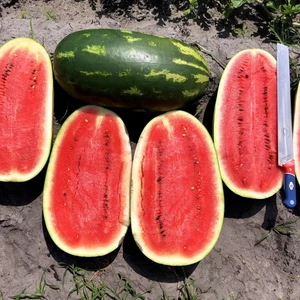 All Sweet Karpuz Tohumu Geleneksel All Sweet Heirloom Watermelon Seeds