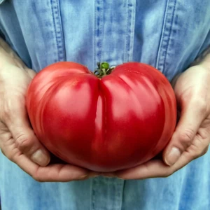 Mortgage Lifter Domates Tohumu Ipotek Kaldıran Bereketli Geleneksel Bahçe Domatesi