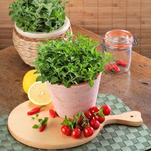 Yunan Kekiği Kerata Geleneksel Şifalı Kekik Tohumu