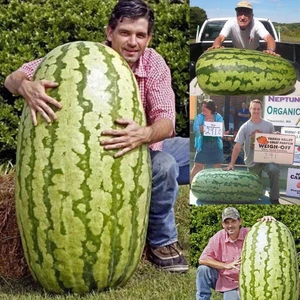 Dev Karpuz Tohumu Carolina Cross Orjinal Tohum