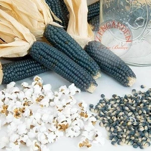 Hopi Blue Mavi Mısır Tohumu Atalık Kızılderili Mısırı