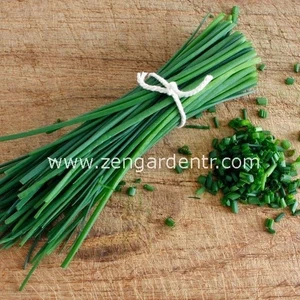 Frenk Soğanı Tohumu Soğanotu Orta Yapraklı Onion Chives