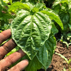 Dev Yapraklı Reyhan Tohumu Napoletano Bolloso Basil