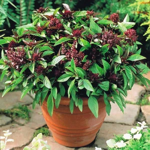 Portakal Kokulu Saksılık Fesleğen Tohumu . Ödüllü  Basil Siam Queen